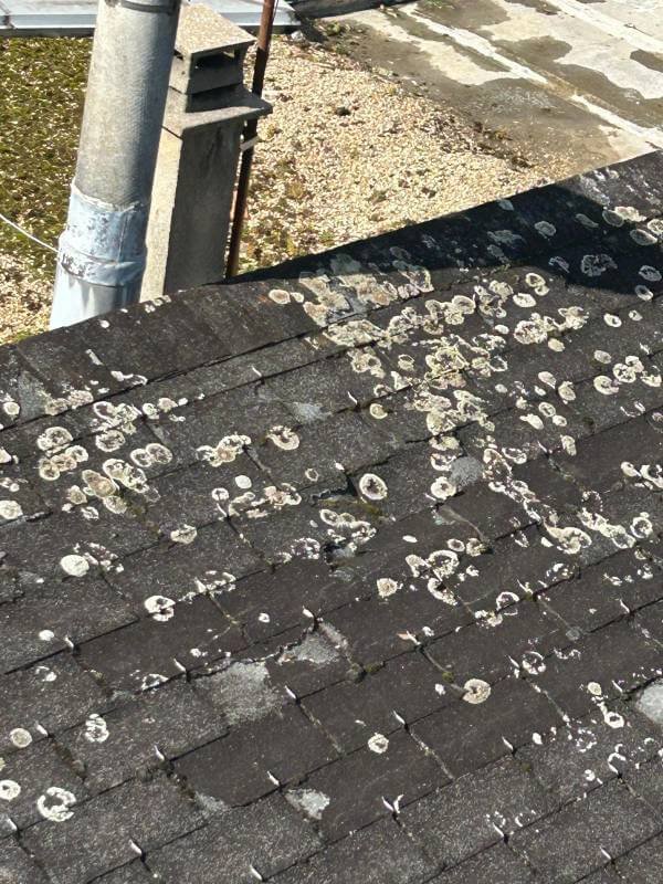 nettoyage toiture urgent sur toiture shingle encrassee